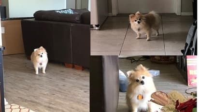 ದಿನವಿಡೀ ಮನೆಯಲ್ಲಿದ್ದ ಮಾಲೀಕನನ್ನು ದುರುಗುಟ್ಟಿ ನೋಡಿದ ನಾಯಿ!