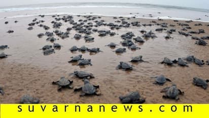 ಲಾಕ್‌ಡೌನ್ ಎಫೆಕ್ಟ್‌: 1 ದಿನದಲ್ಲಿ ತೀರಕ್ಕೆ ಬಂತು 72 ಸಾವಿರಕ್ಕೂ ಹೆಚ್ಚು ಕಡಲಾಮೆ