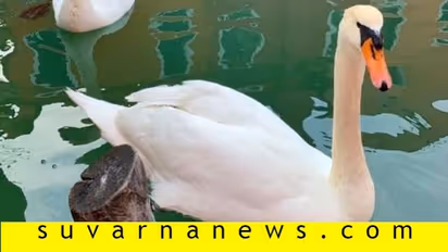 ಲಾಕ್ಡೌನ್ ಎಫೆಕ್ಟ್: ಬಂಧಿಯಾದ ಜನ, ಪ್ರಾಣಿ, ಪಕ್ಷಿಗಳು ಫ್ರೀ..!