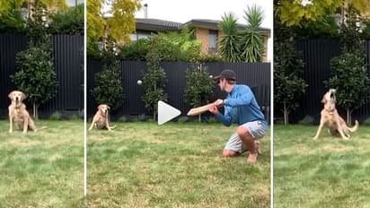 ഇത് കെയ്ന് വില്യംസണിന്റെ വളര്ത്തുനായ, ആള് മികച്ചൊരു സ്ലിപ്പ് ഫീല്ഡര് കൂടിയാണ്- രസകരമായ വീഡിയോ കാണാം