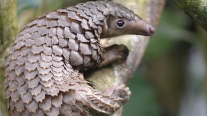 ಅಳಿವಿನಂಚಿನಲ್ಲಿರುವ ಚಿಪ್ಪುಹಂದಿ ಅಕ್ರಮ ಸಾಗಾಟ : ಮೂವರ ಬಂಧನ