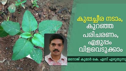 ഒരു പരിചരണവുമില്ലാതെ തഴച്ചുവളരും, തോരനും ചാറുകറികളും തയ്യാറാക്കാം