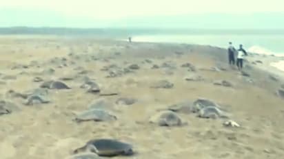 লকডাউনের জের, নির্জনতার সুযোগে সমুদ্র সৈকত দখল করল কয়েক লক্ষ কচ্ছপ