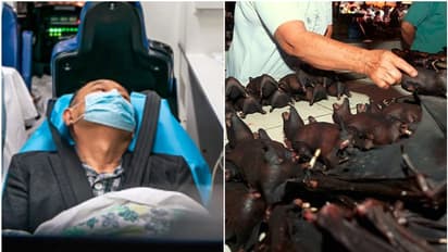 বাদুড়ের সঙ্গে সঙ্গম করেছিলেন চিনের প্রথম করোনা রোগী, চাঞ্চল্যকর দাবি ঘিরে বিতর্ক