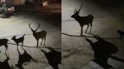 'ആളുകളെല്ലാം എവിടെ പോയി'; ലോക്‌ഡൗൺ കാലത്ത് റോഡിലൂടെ സ്വാതന്ത്ര്യമായി നടക്കുന്ന മാനുകൾ