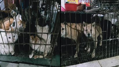 കൊവിഡ് 19 ഭീതി അകന്നുവോ? ചൈനയില്‍ മാംസമാര്‍ക്കറ്റുകള്‍ ഉണരുന്നു...