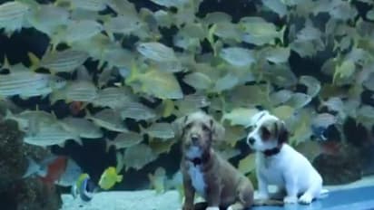 ആഹാ! ബോറടിച്ചിരിക്കുന്ന കുഞ്ഞുങ്ങളെ കാണിക്കാനിതാ കിടിലന് വീഡിയോ...