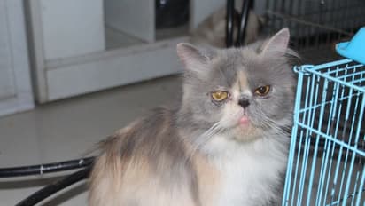 ಕೊರೋನಾ ಅವತಾರ, ಈ ಪ್ರಾಣಿಗಳ ದುರವಸ್ಥೆ ಕೇಳುವವರು ಯಾರು?