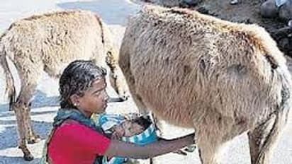 கழுதைப்பால் விற்பனை செய்யும் குடும்பங்கள் கால்நடையாக சொந்த ஊருக்கு திரும்பும் அவலம்.!!