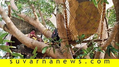 ಕ್ವಾರಂಟೈನ್ಗೆ ಮರ ಏರಿದರು!