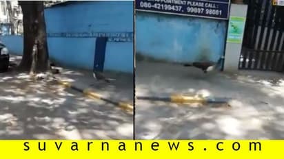 ನಗರದ ಹೃದಯ ಭಾಗದಲ್ಲಿ ನವಿಲು, ಹೊರಭಾಗದಲ್ಲಿ ಜಿಂಕೆ!