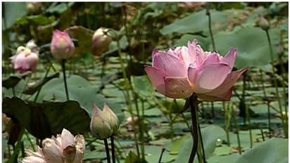 കൊവിഡ്: ഉത്സവങ്ങള് മാറ്റിയതോടെ പ്രതിസന്ധിയിലായി താമര കൃഷി, പൂക്കള് വില്ക്കാനാവാതെ കര്ഷകര്