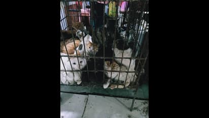 சும்மா இருக்கமாட்டங்க போல சீனர்கள்... சீனாவில் மீண்டும் தொடங்கியது நாய், பூனை, வவ்வால் இறைச்சி விற்பனை!