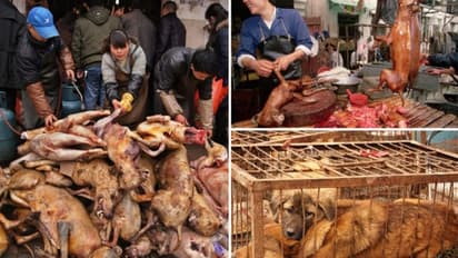 பாம்பு , பல்லி ,பூனை, குரங்கு, சாப்பிட தடை...!! தெற்கு சீனாவில் எடுக்கப்பட்ட உறுப்படியான நடவடிக்கை..!!