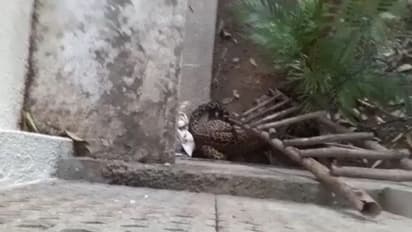 കുതിരക്ക് ശേഷം പുലി; ലോക്ക്ഡൗണ്‍ കാലത്ത് 'ഫ്രീ' ആയി വന്യമൃഗങ്ങള്‍!