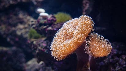 പ്രകൃതിയുടെ മഹാവിസ്മയത്തിന് നാശം വിതച്ച് കോറൽ ബ്ലീച്ചിംഗ്, ഇതുവരെയുണ്ടായതിൽ ഏറ്റവും രൂക്ഷമെന്ന് മുന്നറിയിപ്പ്