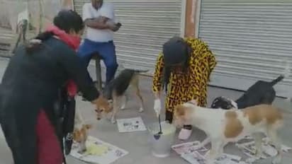 লকডাউনে খাদ্যের সংকট, পথকুকুরদের রান্না করা খাবার খাওয়ালেন পশুপ্রেমীরা