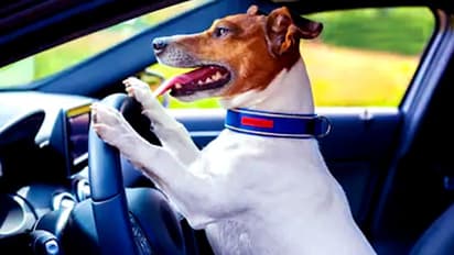 അമിതവേഗതയില് കാര്; തടഞ്ഞ പൊലീസ് ഞെട്ടി; ഡ്രൈവിംഗ് സീറ്റില് വളര്ത്തുനായ!