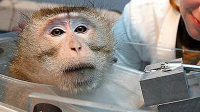 நம்பிக்கை அளிக்கும் குரங்கு பரிசோதனை..!! ஒரு முறை போனால் மறு முறை திரும்பாது என தகவல்..!!