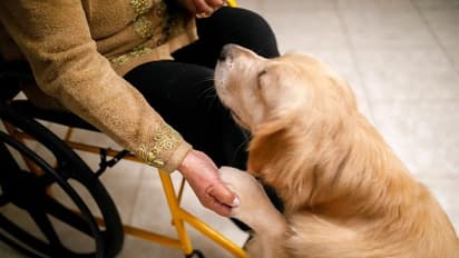 வைரஸ் பாதிப்பை கண்டுபிடிக்க நாய்கள்..!! ஆராய்ச்சியாளர்கள் புதிய டெக்னிக்..!!