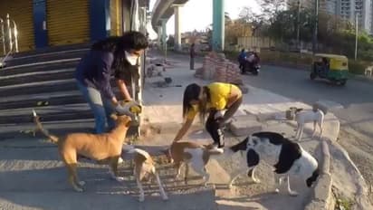 ಲಾಕ್‌ಡೌನ್‌ನಲ್ಲಿಯೂ ಮಾನವೀಯತೆ ಮೆರೆದ ನಟಿ; ಬೀದಿ ಶ್ವಾನಗಳಿಗೆ ಊಟ ವ್ಯವಸ್ಥೆ!