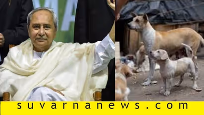 COVID19: ಬೀದಿಪ್ರಾಣಿಗಳ ಹೊಟ್ಟೆ ತುಂಬಿಸಲು 54 ಲಕ್ಷ ಬಿಡುಗಡೆ..!