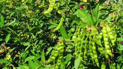 തുവരപ്പരിപ്പിലും ഹൈബ്രിഡ് പരീക്ഷണം, കൃഷിരീതി ഇങ്ങനെ...