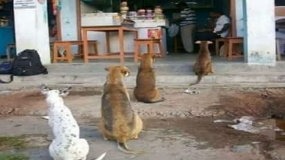 ಪುಕ್ಕಟೆ ತಿರುಗುವ ಮಂದಿಯ ಮುಖಕ್ಕೆ ಮಂಗಳಾರತಿ ಎತ್ತಿದ ಬೀದಿನಾಯಿಗಳು!