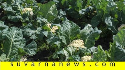 ಕಷ್ಟ ಪಟ್ಟು ಬೆಳೆದ ಹೂಕೋಸು ಬೆಳೆ: ಕುರಿಗಳನ್ನು ಬಿಟ್ಟು ಮೇಯಿಸಿದ ರೈತ