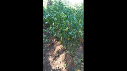 ಲಾಕ್‌ಡೌನ್‌: ಮಾರಾಟಕ್ಕಿಲ್ಲ ದಾರಿ, ರಸ್ತೆ ತುಂಬೆಲ್ಲ ಚೆಲ್ಲಿದ ಹಸಿ ಮೆಣಸು