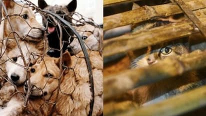 കൊറോണ പേടി; നായ്ക്കളെയും പൂച്ചകളെയും കഴിക്കുന്നതിന് വിലക്ക്