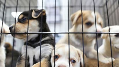 Amid coronavirus, this Chinese city bans eating cats and dogs