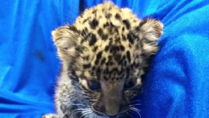 ಬದುಕಿತು ಬಡ ಜೀವ: ನೀರಿನ ತೊಟ್ಟಿಯಲ್ಲಿ ಬಿದ್ದಿದ್ದ ಚಿರತೆ ಮರಿ ರಕ್ಷಣೆ