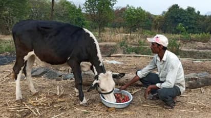 ലോക്ക്ഡൗണ്‍; കന്നുകാലികള്‍ക്ക് കഴിക്കാന്‍ സ്‌ട്രോബെറിയും ബ്രൊക്കോളിയും...