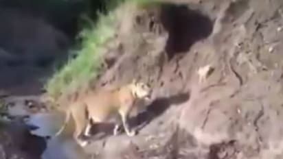 അരുവി മുറിച്ചുകടക്കാൻ പേടിച്ചു നിന്ന സിംഹക്കുഞ്ഞിനെ സഹായിക്കുന്ന അമ്മ സിംഹം;  ഹൃദയസ്പർശിയായ വീഡിയോ കാണാം