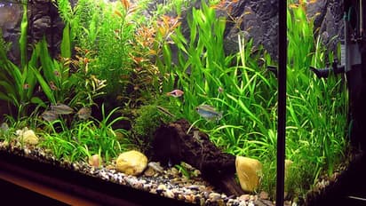 അക്വേറിയത്തിലെ വെള്ളവും പഴത്തൊലിയും കളയാതെ ചെടികള്‍ക്ക് നല്‍കാം