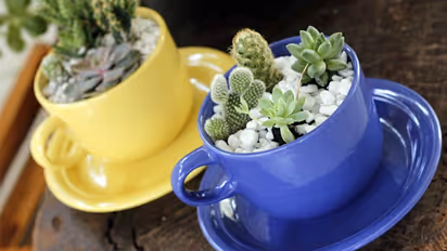 സ്ഥലത്തെ കുറിച്ച് വിഷമിക്കേണ്ട, വീട്ടിനകത്ത് ചെടികള്ക്കായി ടെറേറിയം ഒരുക്കാം