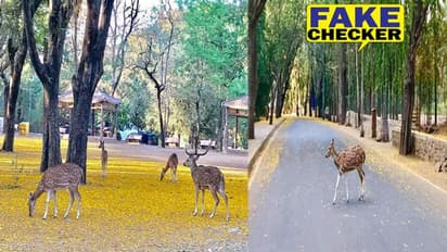 Fact Check. लॉकडाउन में खाली सड़के देख बाहर निकले जानवर, कहां का है ये खूबसूरत नजारा?