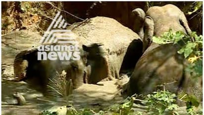 വയനാട് മേപ്പാടിയില് ചെളിക്കുളത്തില് വീണ കാട്ടാനകളെ ജെസിബിയുപയോഗിച്ച് കരയ്ക്ക് കയറ്റി
