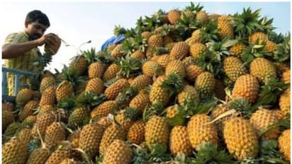 കര്‍ഷകര്‍ക്ക് കൈത്താങ്ങുമായി പൈനാപ്പിള്‍ ചലഞ്ച്