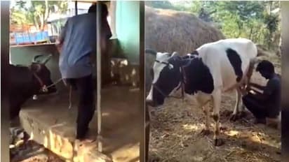 வீட்டு வேலை பார்த்து எவ்வளோ நாள் ஆச்சு..! மாடு மேய்க்கும் விஜய் டிவி பிரபலம்!