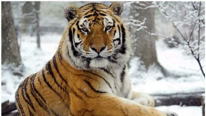 മനുഷ്യന് പിന്നാലെ മൃഗങ്ങളിലേക്കും കൊവിഡ്; മൃഗശാലയിലെ കടുവയ്ക്ക് രോഗം സ്ഥിരീകരിച്ചു