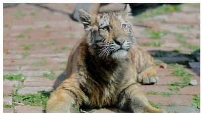 அமெரிக்க பெண்புலிக்கு கொரோனா..! விலங்குகளையும் தாக்கியது கொடிய வைரஸ்..!