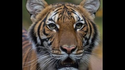 അമേരിക്കയിൽ കടുവയ്ക്കും കൊവിഡ് ബാധ: ഇന്ത്യയിലെ മൃഗശാലകളിൽ ജാഗ്രതാ നിർദേശം