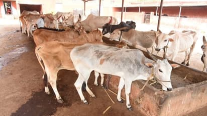 ಕೊರೋನಾ ಎಫೆಕ್ಟ್: ರಾಸುಗಳಿಗೆ ಮೇವಿನ ಕೊರತೆ