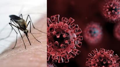 കൊതുകു കടിച്ചാൽ കൊവിഡ് വരുമോ?