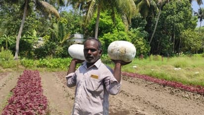 അരയേക്കർ പാടത്ത് വിളഞ്ഞ പച്ചക്കറികൾ കമ്മ്യൂണിറ്റി കിച്ചണിലേയ്ക്ക് നൽകി; ലോക്ക് ഡൗൺ കാലത്തെ വേറിട്ട മാതൃക