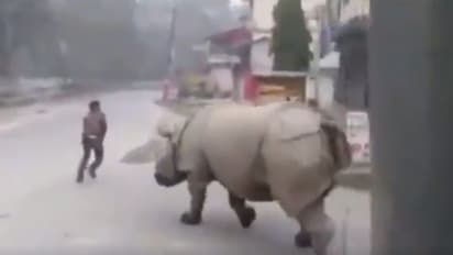 লকডাউনে রাস্তায় থাকা মানুষকে গন্ডারের তাড়া, নেট দুনিয়ায় ভাইরাল ভিডিয়ো