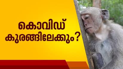കൊവിഡ് 19 കുരങ്ങിലേക്ക് പടരുമെന്ന് ആശങ്ക; ഇക്കാര്യങ്ങള് ശ്രദ്ധിക്കണമെന്ന് മുഖ്യമന്ത്രി