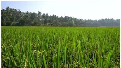 paddy field